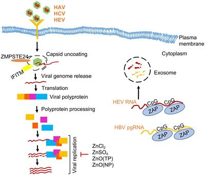Antiviral activity of zinc against hepatitis viruses: current status and future prospects